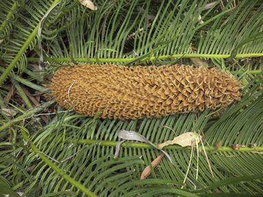 APII jpeg image of Cycas platyphylla  © contact APII