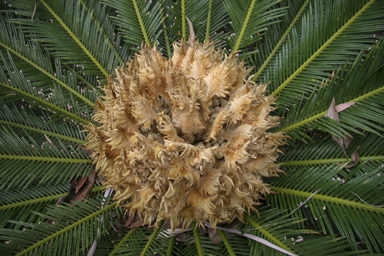 APII jpeg image of Cycas revoluta  © contact APII