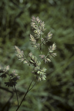 APII jpeg image of Dactylis glomerata  © contact APII