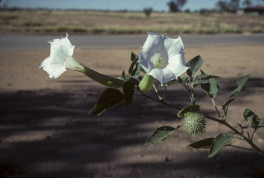 APII jpeg image of Datura innoxia  © contact APII