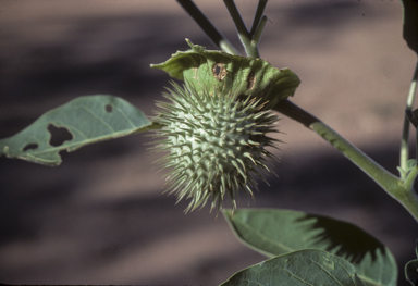 APII jpeg image of Datura innoxia  © contact APII