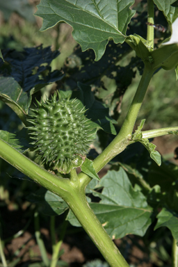 APII jpeg image of Datura stramonium  © contact APII