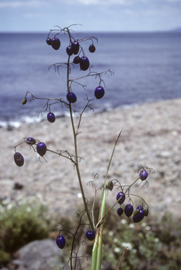 APII jpeg image of Dianella tasmanica  © contact APII