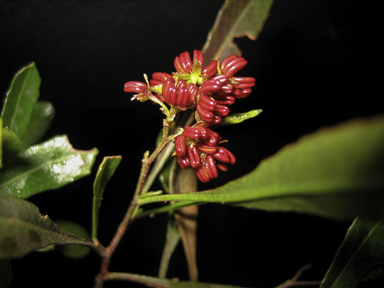 APII jpeg image of Dodonaea viscosa  © contact APII