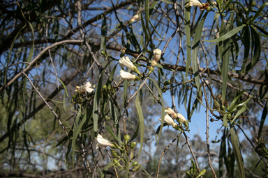 APII jpeg image of Eremophila bignoniiflora  © contact APII