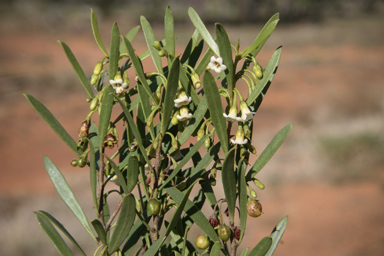 APII jpeg image of Eremophila deserti  © contact APII