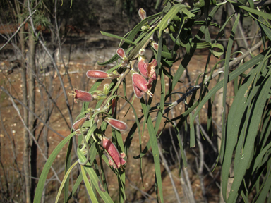 APII jpeg image of Eremophila longifolia  © contact APII