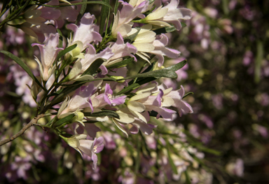 APII jpeg image of Eremophila sturtii  © contact APII