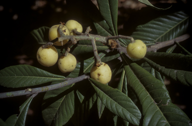 APII jpeg image of Eriobotrya japonica  © contact APII