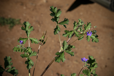 APII jpeg image of Erodium crinitum  © contact APII