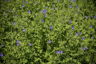 APII jpeg image of Erodium crinitum  © contact APII