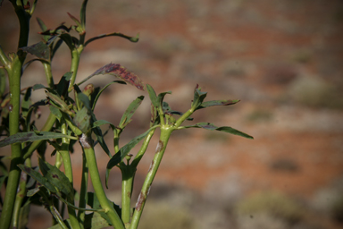 APII jpeg image of Euphorbia stevenii  © contact APII