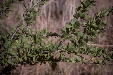 APII jpeg image of Excoecaria parvifolia  © contact APII