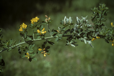 APII jpeg image of Genista monspessulana  © contact APII