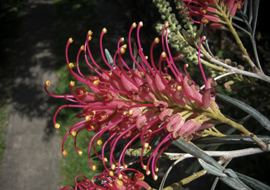 APII jpeg image of Grevillea banksii  © contact APII