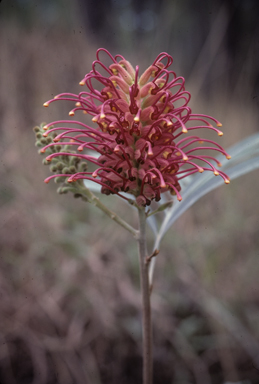 APII jpeg image of Grevillea banksii  © contact APII