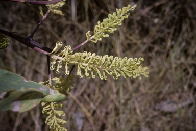 APII jpeg image of Grevillea dimidiata  © contact APII