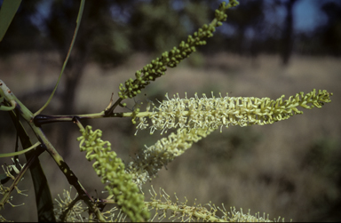 APII jpeg image of Grevillea mimosoides  © contact APII