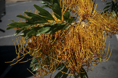 APII jpeg image of Grevillea robusta  © contact APII