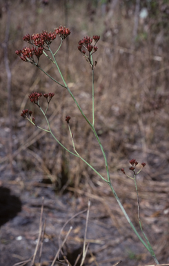 APII jpeg image of Haemodorum coccineum  © contact APII