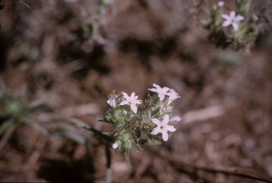 APII jpeg image of Euploca calvariavis  © contact APII