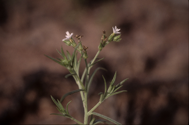 APII jpeg image of Euploca tenuifolia  © contact APII