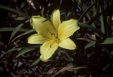 APII jpeg image of Hemerocallis  © contact APII