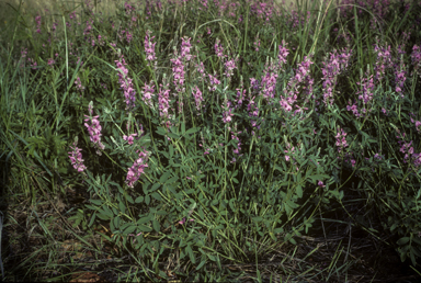 APII jpeg image of Indigofera ewartiana  © contact APII