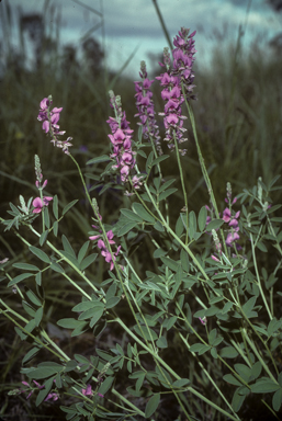 APII jpeg image of Indigofera ewartiana  © contact APII