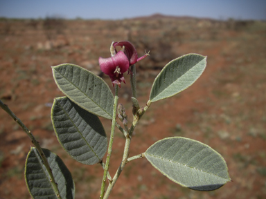 APII jpeg image of Indigofera monophylla  © contact APII