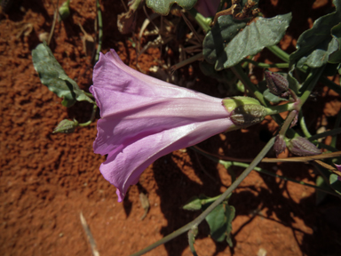 APII jpeg image of Ipomoea muelleri  © contact APII