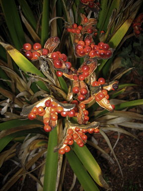 APII jpeg image of Iris foetidissima  © contact APII