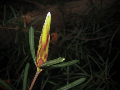 APII jpeg image of Lambertia formosa  © contact APII