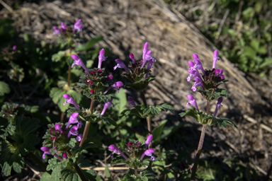 APII jpeg image of Lamium amplexicaule  © contact APII