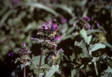 APII jpeg image of Lamium amplexicaule  © contact APII