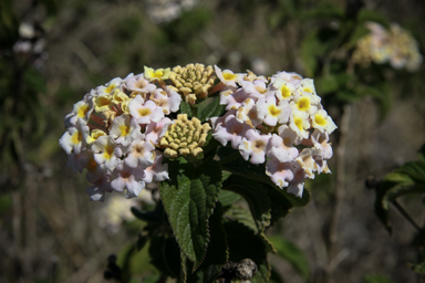 APII jpeg image of Lantana camara  © contact APII