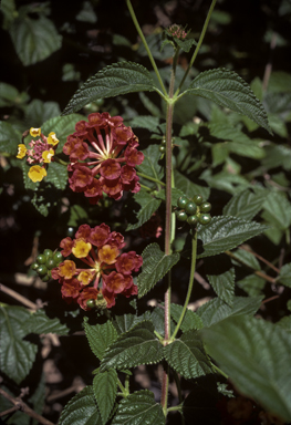 APII jpeg image of Lantana camara  © contact APII