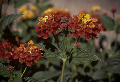 APII jpeg image of Lantana camara  © contact APII