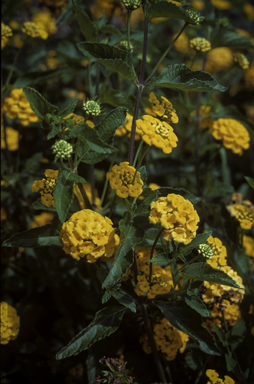 APII jpeg image of Lantana camara  © contact APII