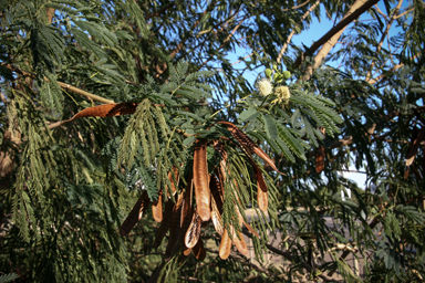 APII jpeg image of Leucaena leucocephala  © contact APII