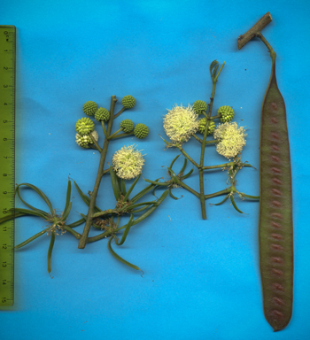 APII jpeg image of Leucaena leucocephala  © contact APII