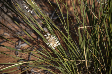 APII jpeg image of Lomandra leucocephala  © contact APII