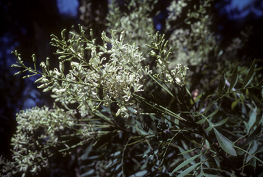 APII jpeg image of Lomatia silaifolia  © contact APII