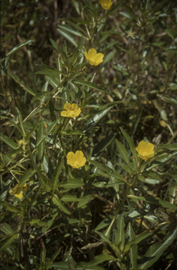 APII jpeg image of Ludwigia peploides subsp. montevidensis  © contact APII