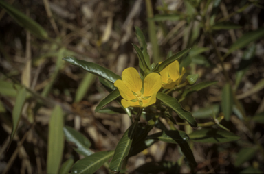 APII jpeg image of Ludwigia peploides subsp. montevidensis  © contact APII