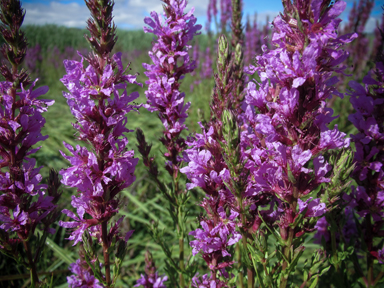 APII jpeg image of Lythrum salicaria  © contact APII