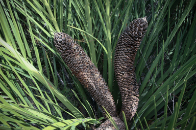 APII jpeg image of Macrozamia dyeri  © contact APII