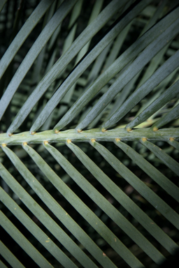 APII jpeg image of Macrozamia macdonnellii  © contact APII