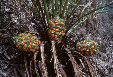 APII jpeg image of Macrozamia miquelii  © contact APII