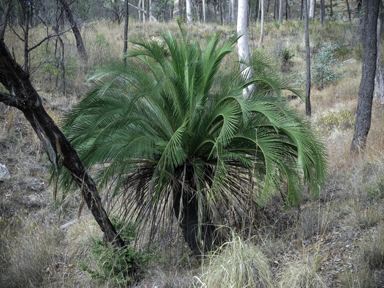 APII jpeg image of Macrozamia moorei  © contact APII